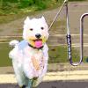 Hundehalter 'Springer' - Stiller Radsport Speyer - Herzlich Willkommen - Hundehalter 'Springer' - Stiller Radsport Speyer - Herzlich Willkommen -